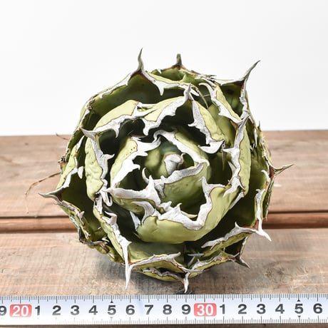 アガベ チタノタ 精品フクロウ / 精品猫頭鷹 , 精品アザラシ / 精品海豹 "大株"【台湾 Shi-hao産/抜き苗/大株】SH2402683(T)