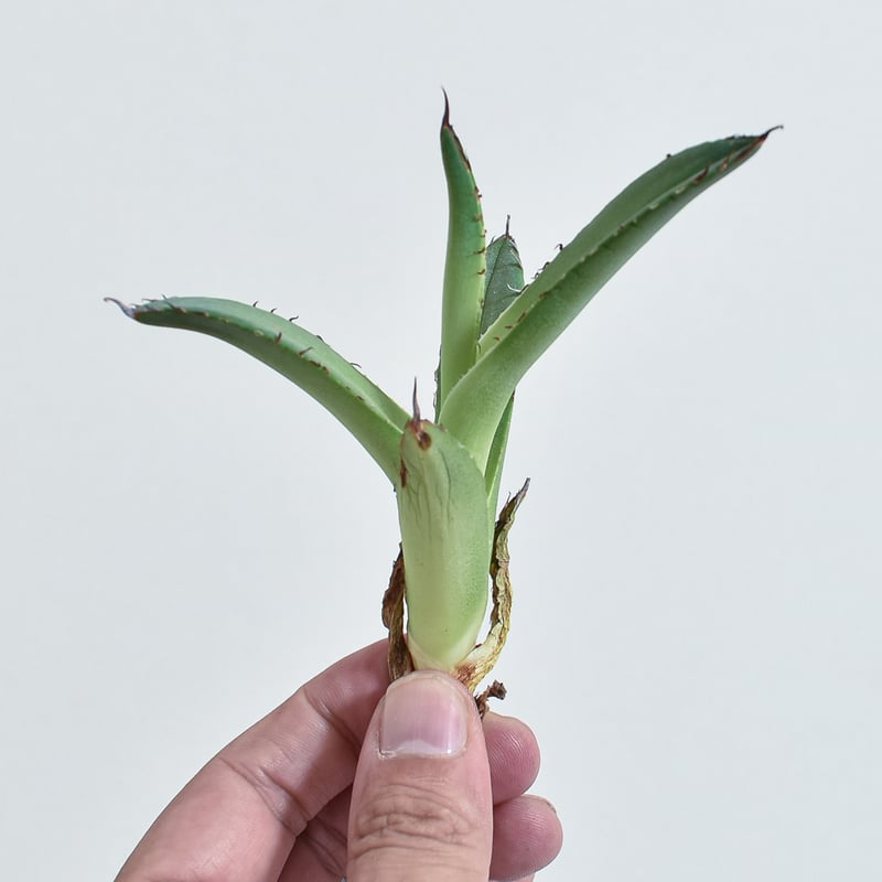 アガベ　チタノタ　トーチ　イラン産　親株 Agave titanota fo076 from Iran アガベ チタノタ fo076 イラン産 D
