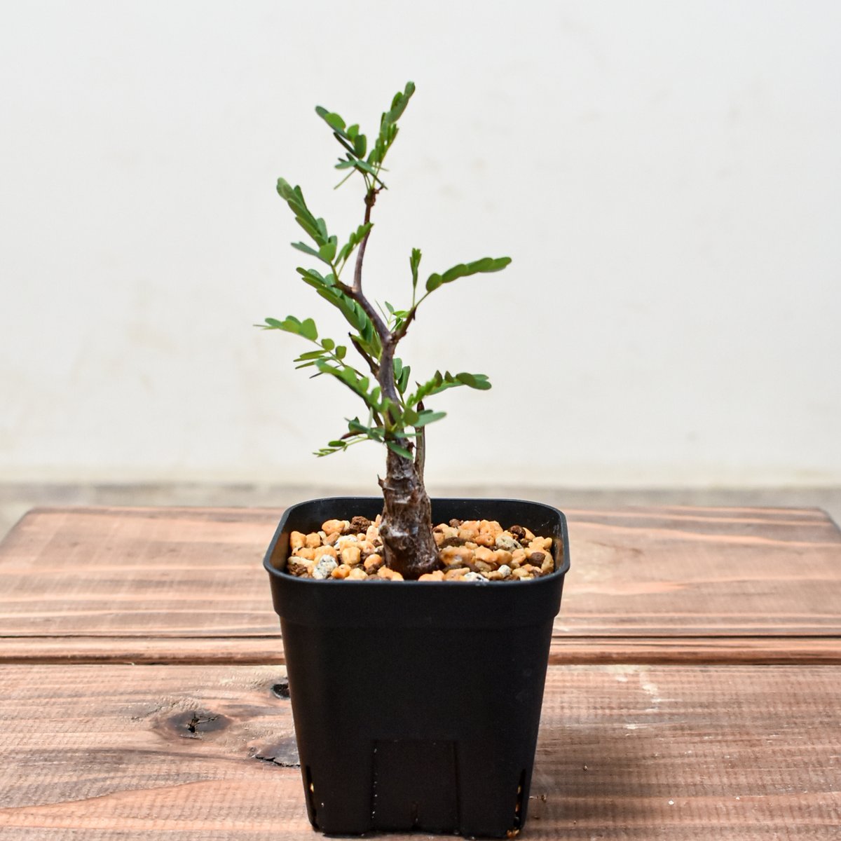 センナ メリディオナリス 【発根済み】GM2400682 | RAFLUM