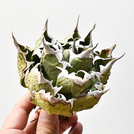 オアハカオテロイ アガベ・オアハカオテロイ | trigger