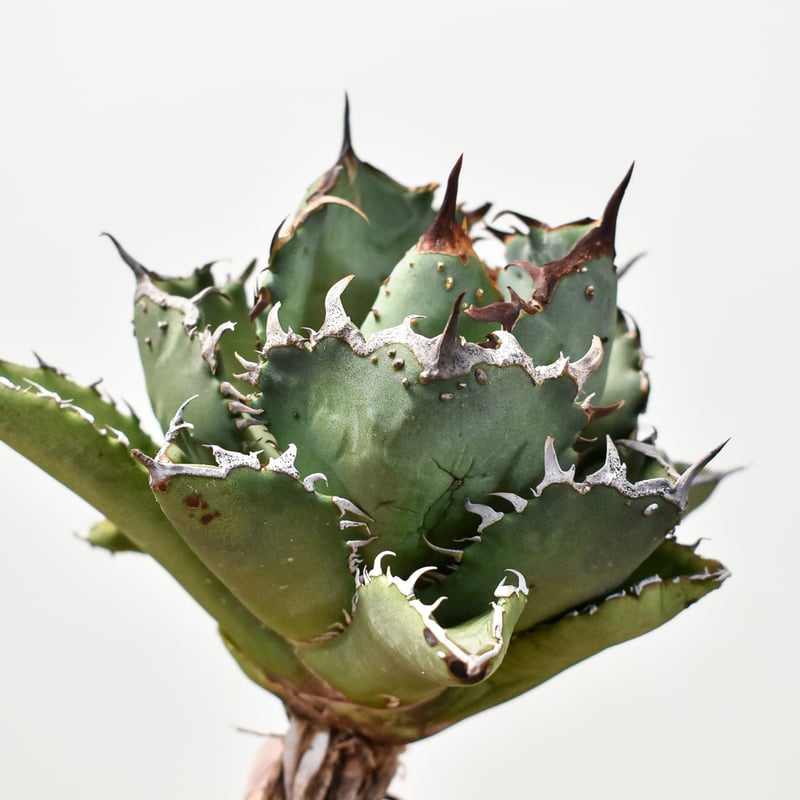 アガベ チタノタ　FO222 ブツブツ　ムチプリ　親株 US産　OC アガベ チタノタ 