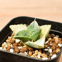 アガベ チタノタ "貔貅"【台湾 dragon agave産/TC子株】136(T)