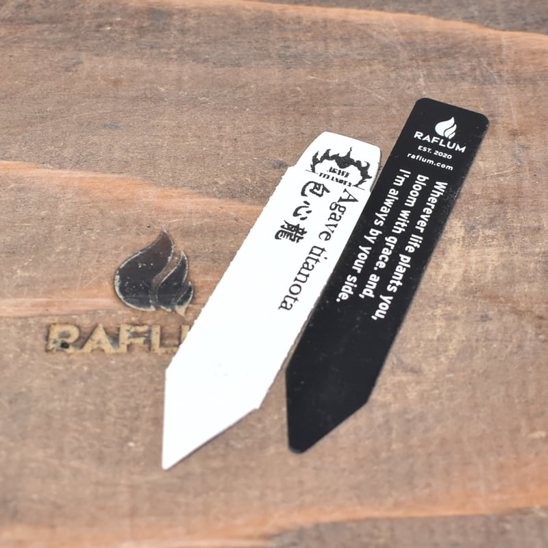 アガベ　チタノタ　オテロイ　包心龍　コンパクト　2頭　発根済み　OC株　18 アガベ チタノタ 