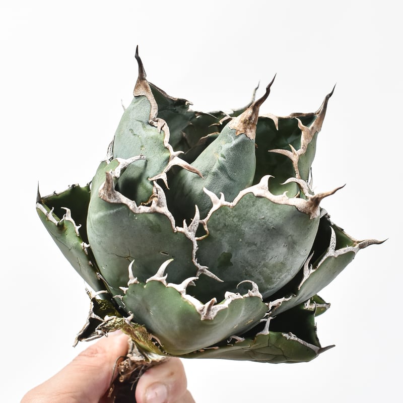 アガベ チタノタ “ボールタイプ白鯨” 【台湾 dragon agave産/発根済み