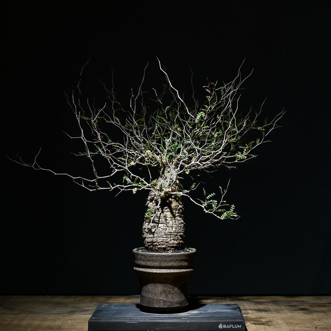 パキプス　コレクション株 オペルクリカリア パキプス 特選コレクション株 オペルクリカリア