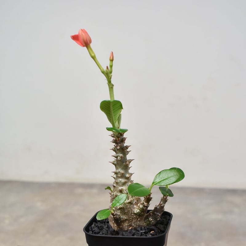 パキポディウム ウィンゾリー （実生）RF231541(T) | RAFLUM  