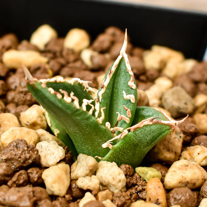 アガベ チタノタ ホオジロザメ 