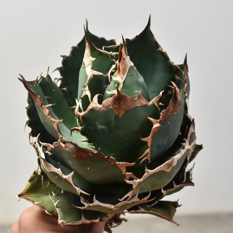 アガベ チタノタ オテロイ 