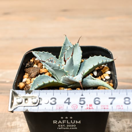 アガベ ハイブリット 日系イシスメンシス×象牙妖炎（陽炎エボリ）【台湾botanical_seeker産】RF25011385
