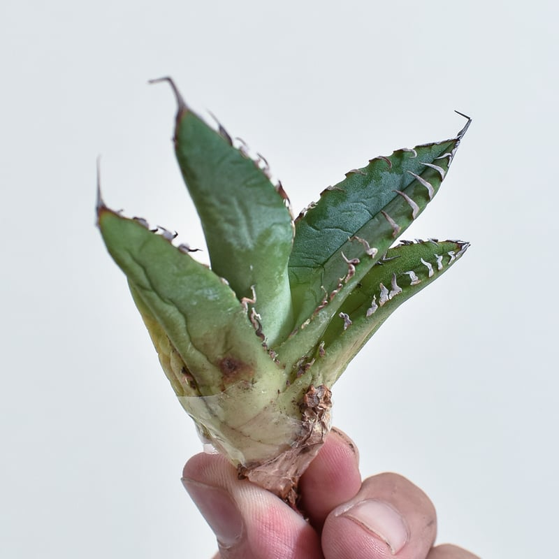 アガベ チタノタ  