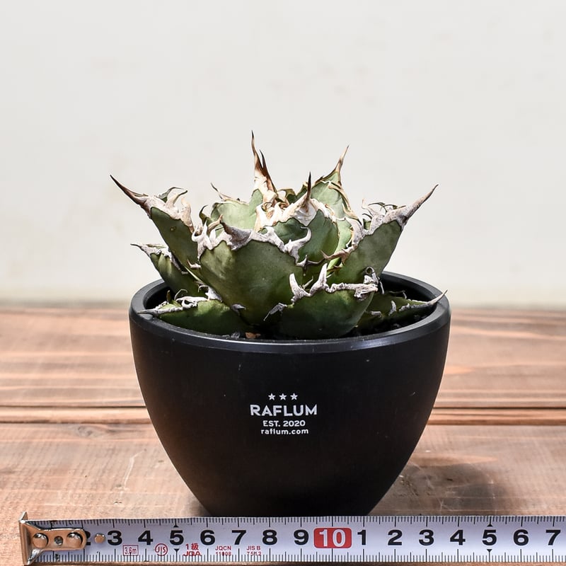 アガベ チタノタ シーザー / 凱撒 【台湾産/中株/発根済み】RF231615