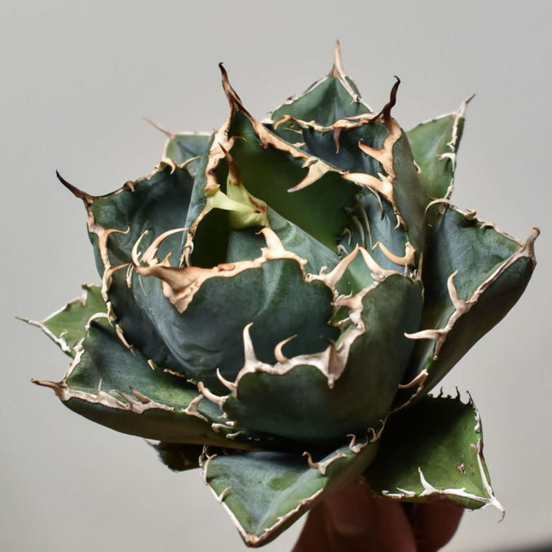 アガベ チタノタ 