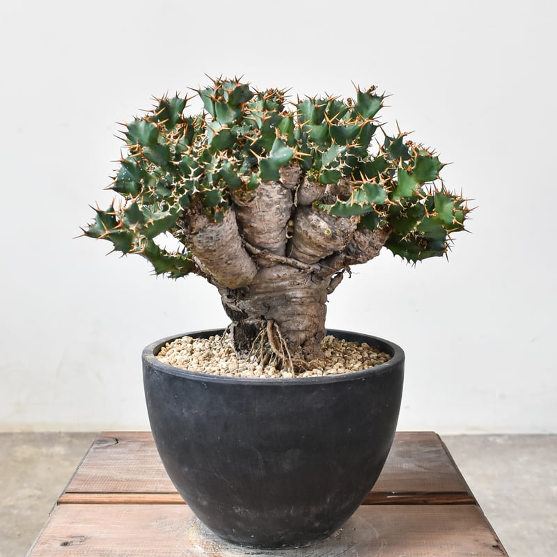 ユーフォルビア クラビゲラ 現地球 Euphorbia clavigera ユーフォルビア クラビゲラ