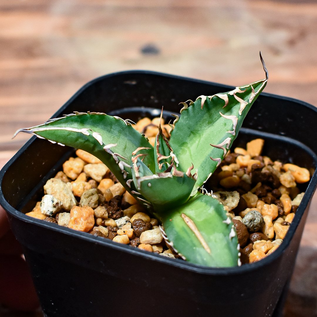 レア株】アガベ チタノタ 