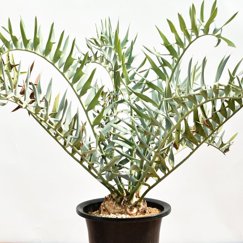 国際希少野生動植物種登録票付】エンセファラルトス ホリダス RFHK-390