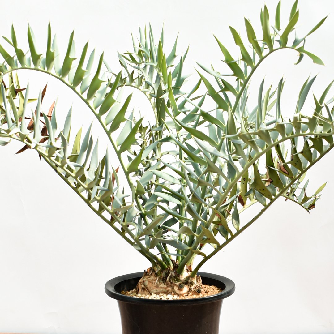 国際希少野生動植物種登録票付】エンセファラルトス ホリダス RFHK-390