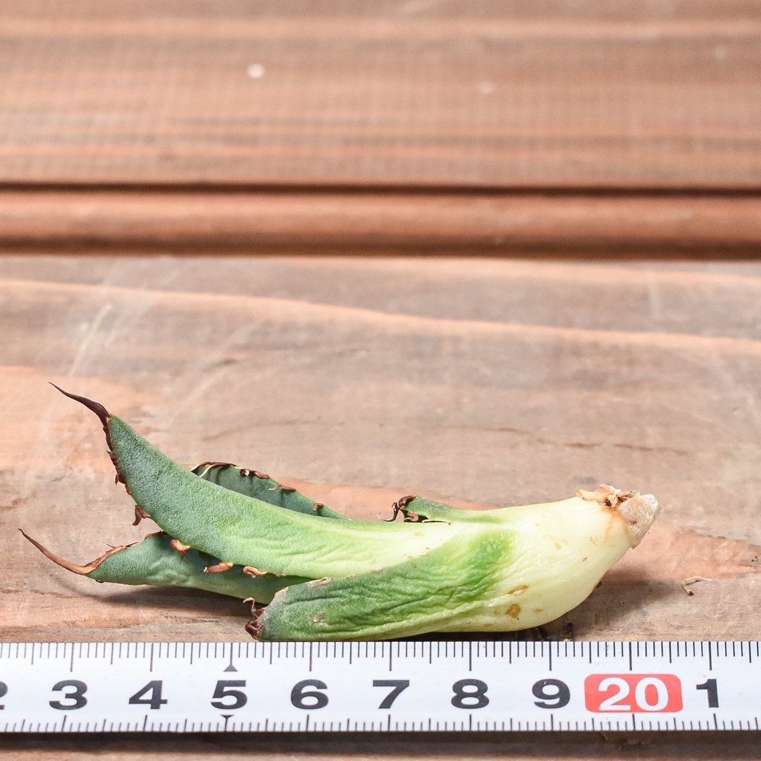 アガベ チタノタ 