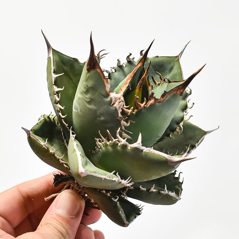 アガベ オテロイ 超特大 W約50cm〜 スペシャル株 国内実生最高峰】アガベ オテロイ 