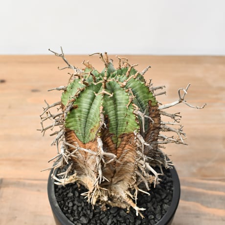 ユーフォルビア オールドスーパーバリダ "古木"　RFHK25011514