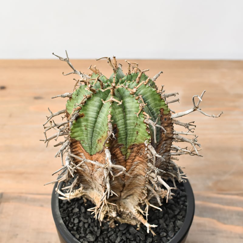 ユーフォルビア オールドスーパーバリダ 