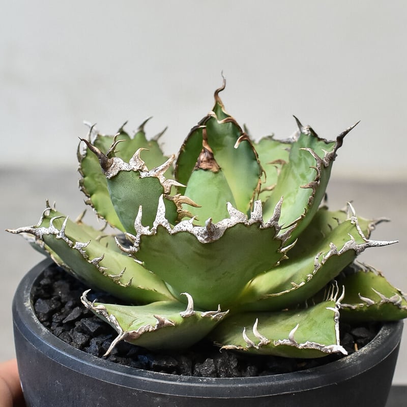 アガベ チタノタ フィリグリー