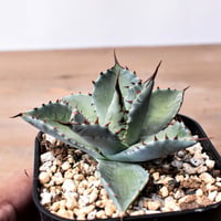 アガベ ハイブリット （パラサナ、イシスメンシス）× 曙光【台湾botanical_seeker産】C RF25011563