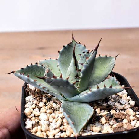 CATEGORY アガベ ハイブリット 曙光 ×（パラサナ、イシスメンシス