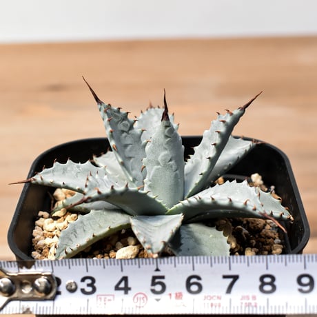 アガベ ハイブリット 日系イシスメンシス×象牙妖炎（陽炎エボリ）【台湾botanical_seeker産】RF25011403