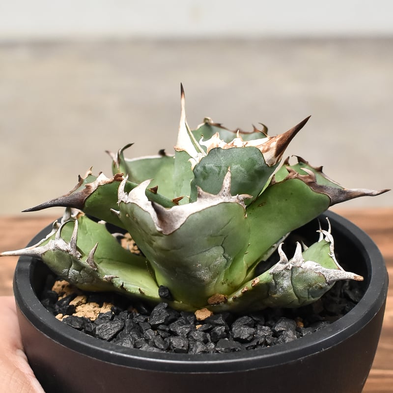 u*c様 多肉植物・アガベ・チタノタ・スーパー阿修羅【特選】・極上強棘 天を突く 多肉植物アガベ チタノタ スーパー阿修羅 極上株