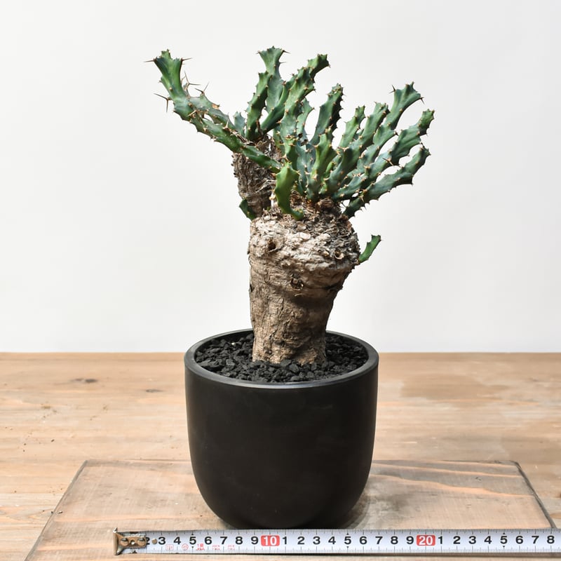 ユーフォルビア クラビゲラ 