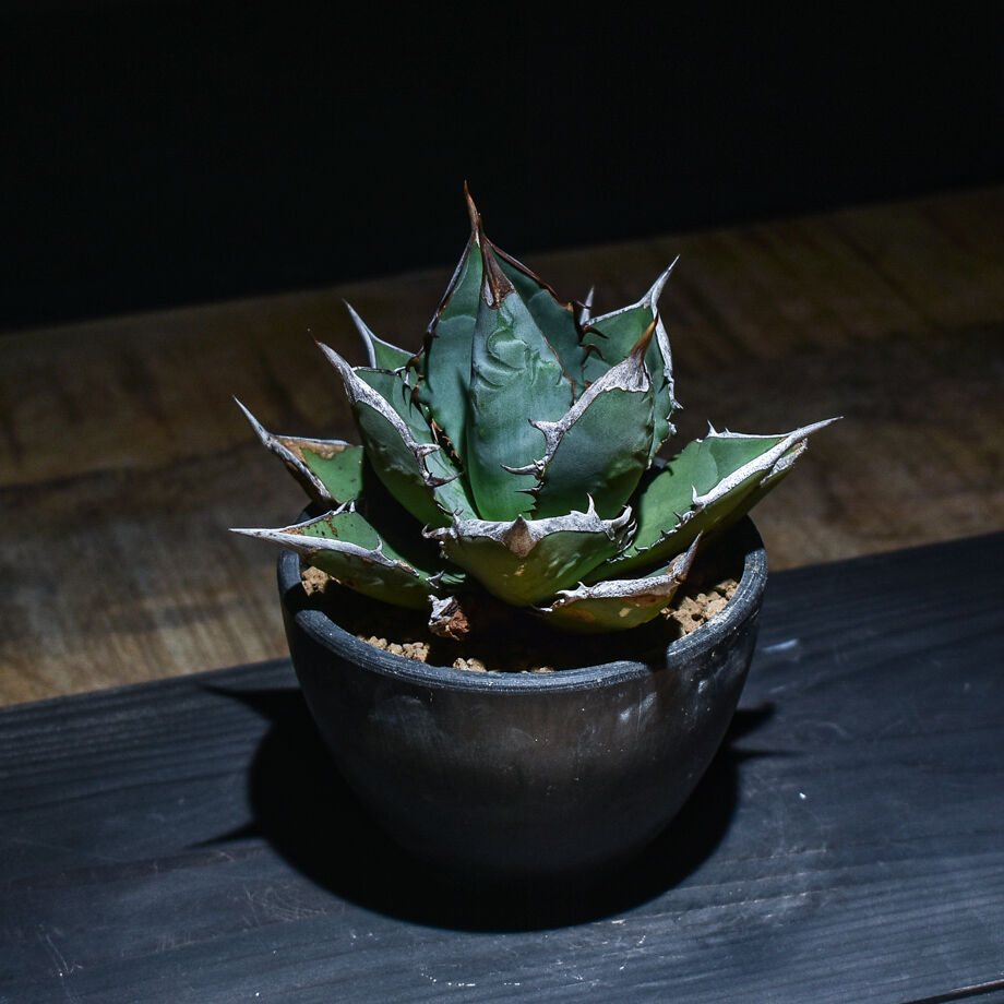 CRACK 01 & 02, TOWER 02（Iron） 4点 アガベ fit=scale-down,w=1200