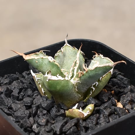 CATEGORY チタノタ シャークソウイ | RAFLUM / ラフラム｜東京、大阪の