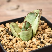 アガベ チタノタ "ドラゴンアガベ実生" 【台湾 dragon agave産/発根済み/子株】DGC2408387