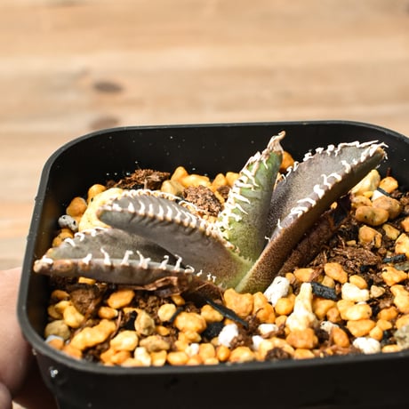 CATEGORY アガベ チタノタ ゴジラ | RAFLUM / ラフラム｜東京、大阪の