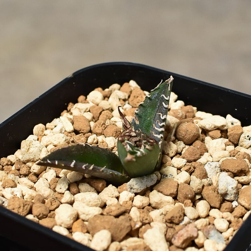 アガベ チタノタ 