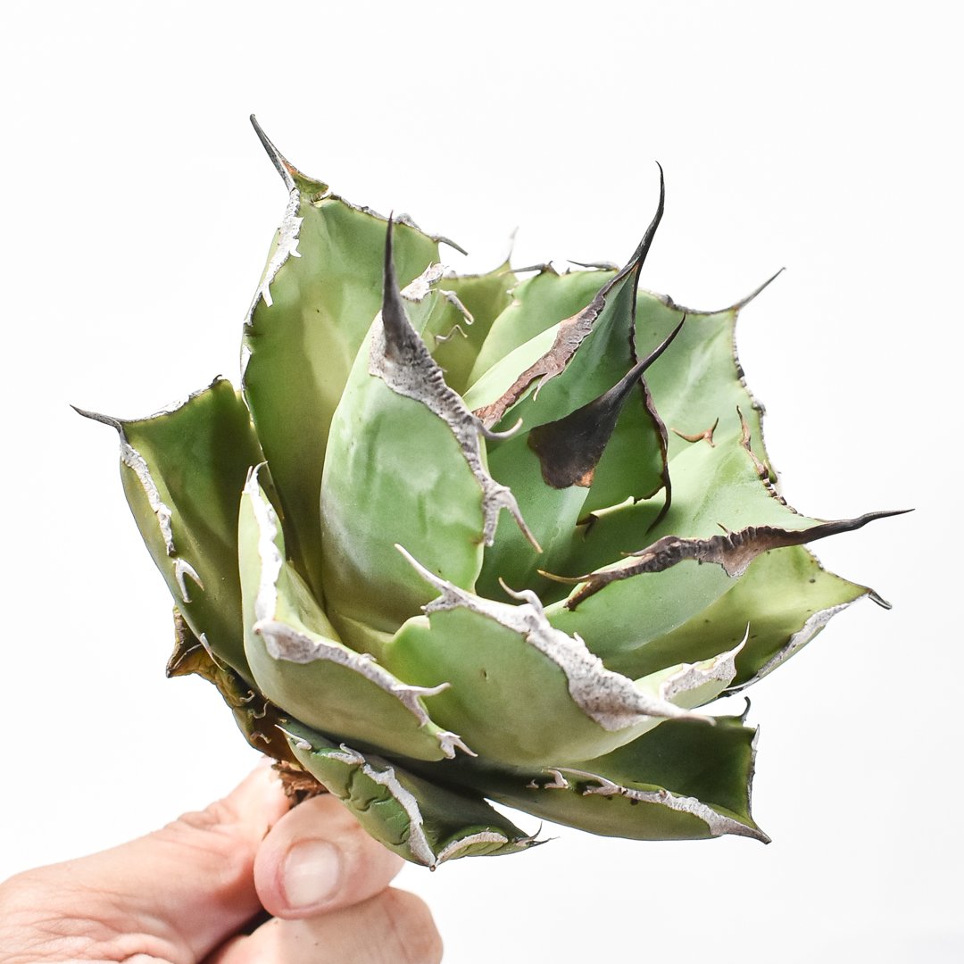 アガベ チタノタ 