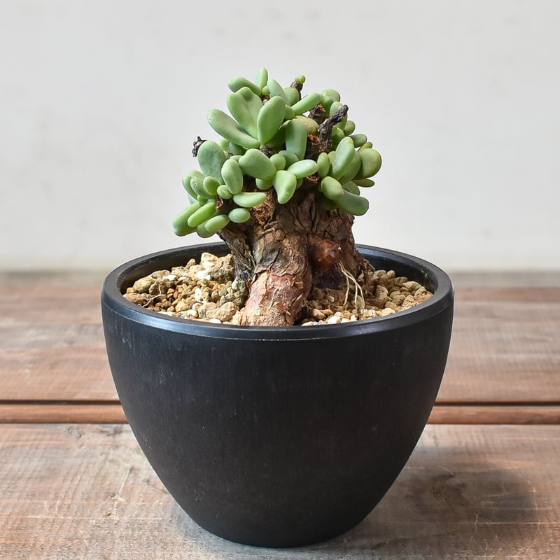 ケラリア ピグマエア 【発根済】T GM2402449 | RAFLUM