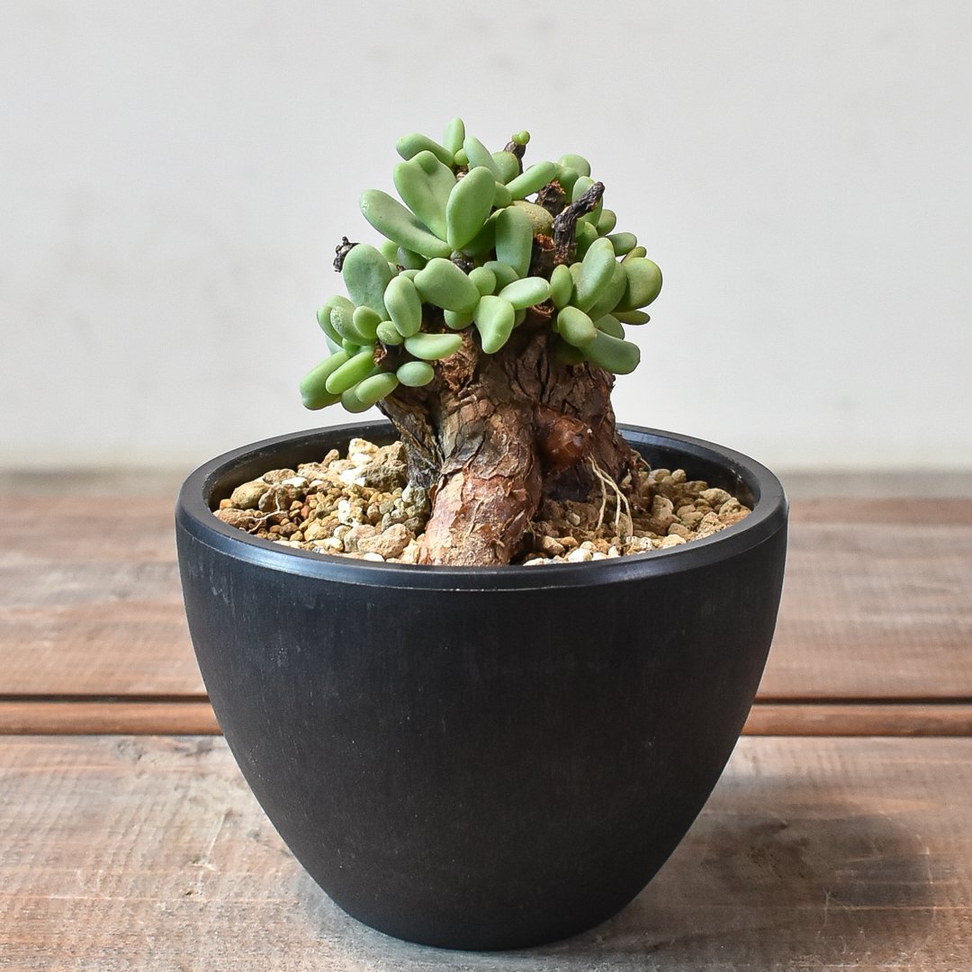 ケラリア ピグマエア 【発根済】T GM2402449 | RAFLUM