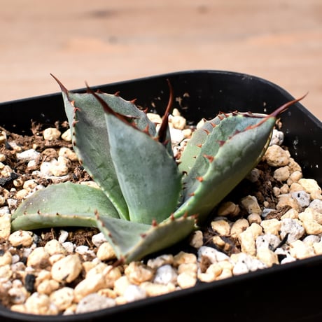 アガベ ハイブリット 曙光 ×（パラサナ、イシスメンシス）【台湾botanical_seeker産】D RF25011575