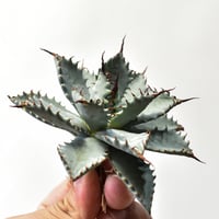 アガベ hybrid エボリスピナ×ブラックアンドブルー/妖炎xBB【台湾