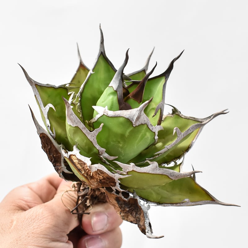 アガベ チタノタ DENNIS ホリダ×鬼爪（026） 