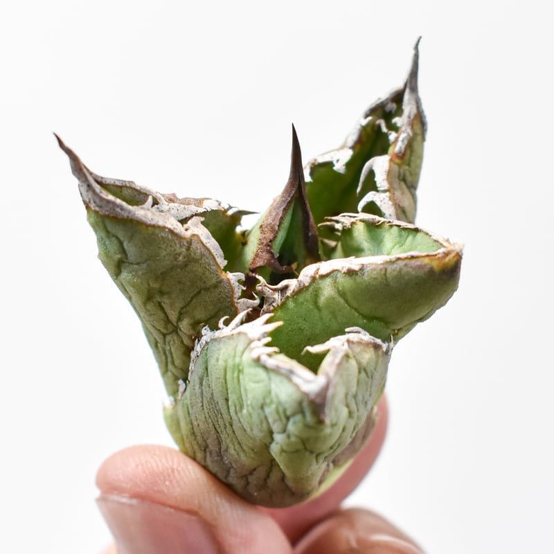 アガベ　チタノタ　ステゴザウルス　子株 アガベ チタノタ 