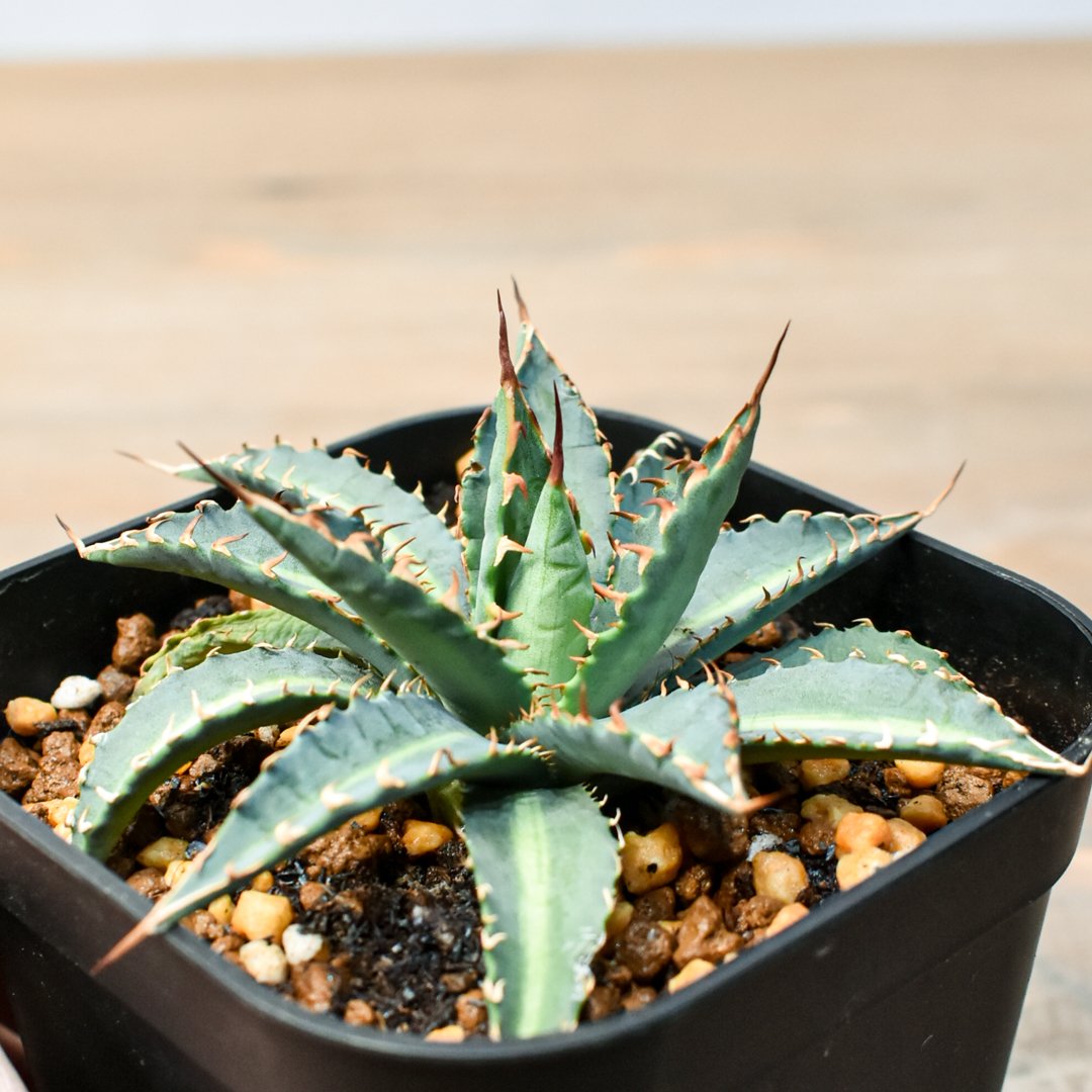 アガベ ハイブリット 