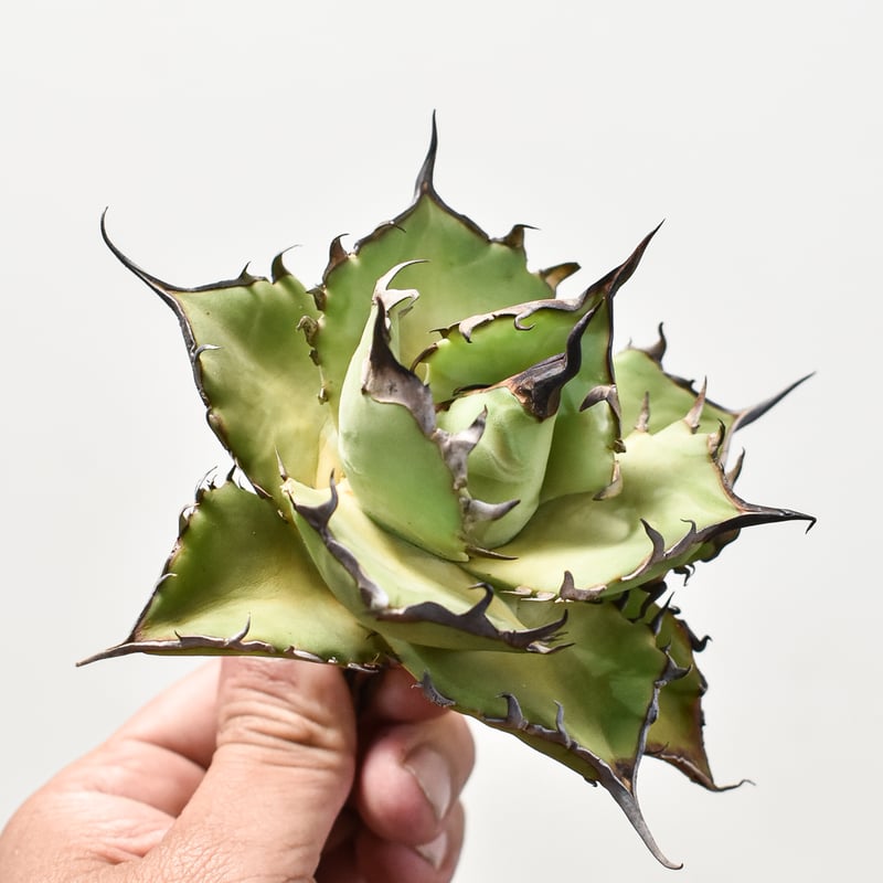 アガベ　ハデス中株 アガベ・チタノタ ハデス (黒帝斯) 中/大-019｜agave titanota hades