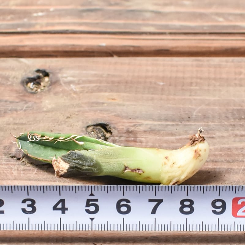 アガベ チタノタ 