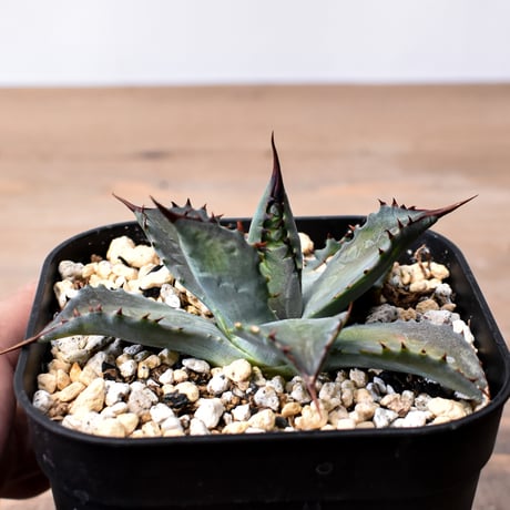 アガベ ハイブリット （パラサナ、イシスメンシス）× 曙光【台湾botanical_seeker産】A RF25011561