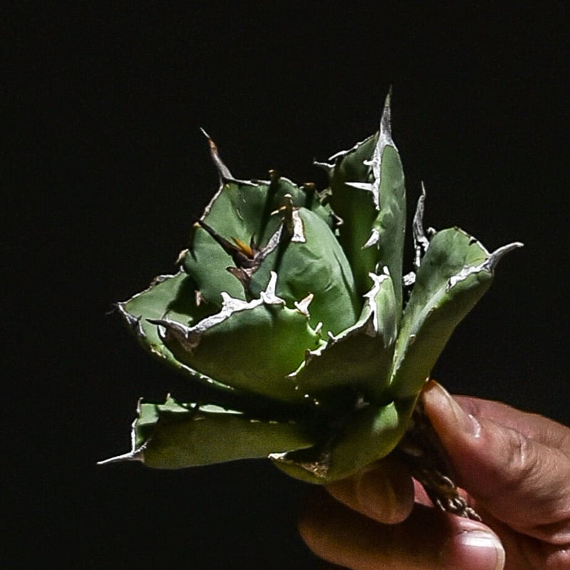 アガベ チタノタ 