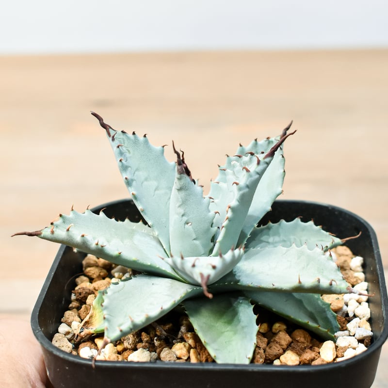 アガベ ハイブリット 雲虎甲蟹×象牙妖炎(モコイシス×陽炎エボリ