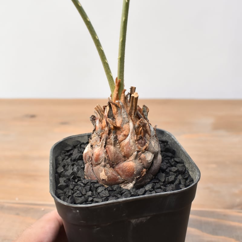 サイカス カイルンシアナ 【実生】RF25011358 | RAFLUM / ラフラム