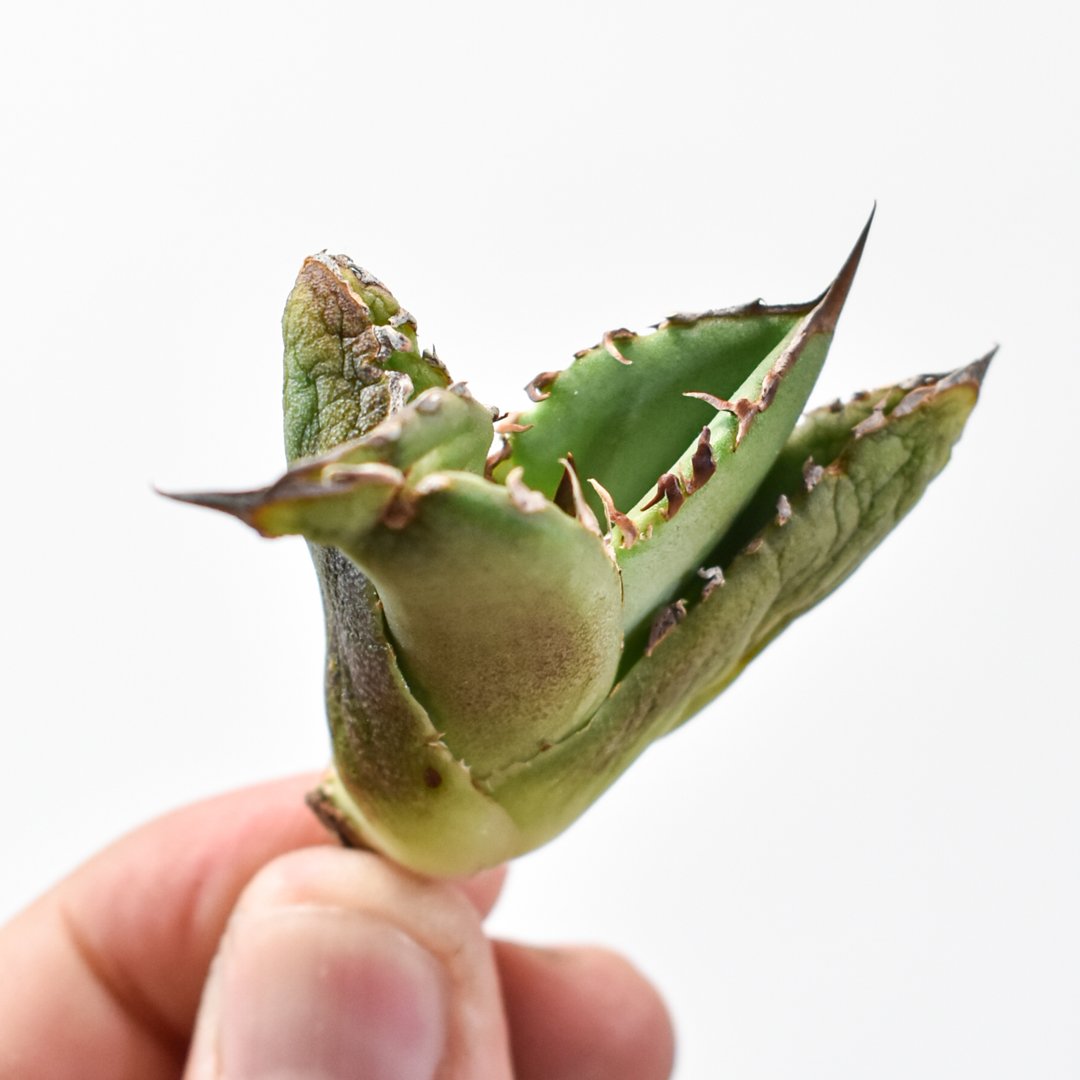 アガベ チタノタ 